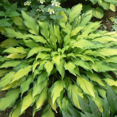 Hosta 'Pineapple Upsidedown Cake'